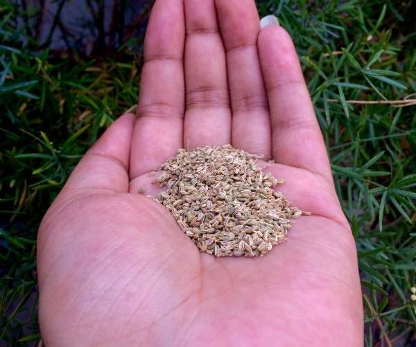 Carom seeds benefits