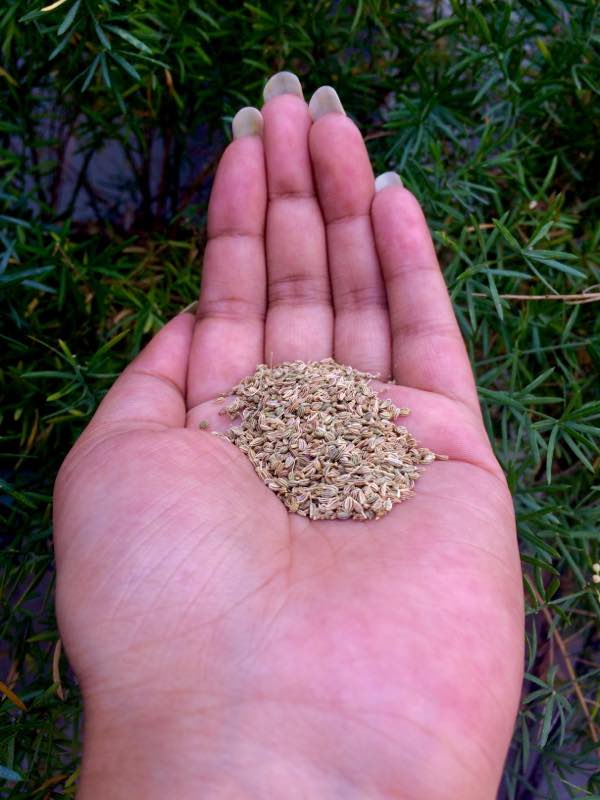 Carom seeds benefits